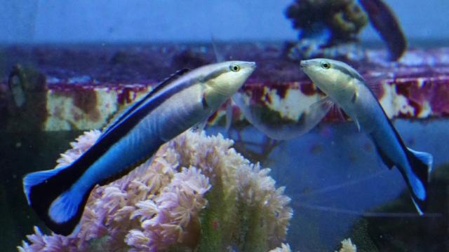 Эти животные оказались умнее, чем мы думали: новый список разумных видов