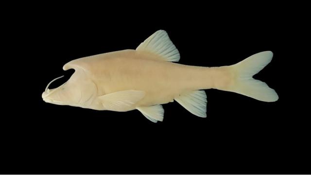 Это редкое существо было найдено в китайской пещере: редкие кадры