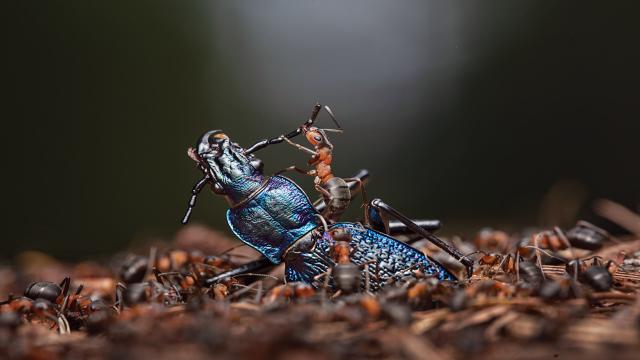 5 редких фото из архивов National Geographic, которые стоит увидеть