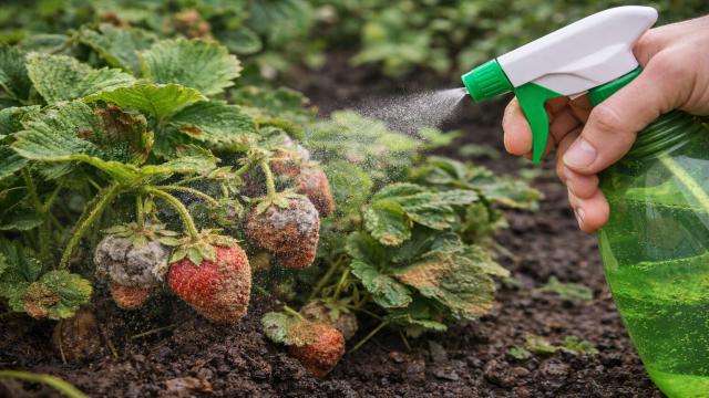 6 неожиданных способов применения корицы в саду и огороде