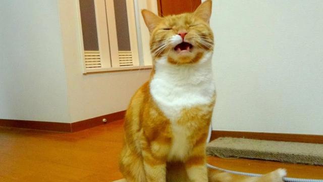 9 самых странных привычек кошек: зачем они это делают?