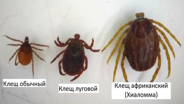 В России появились клещи-мутанты,которые не боятся ядов и быстро бегают