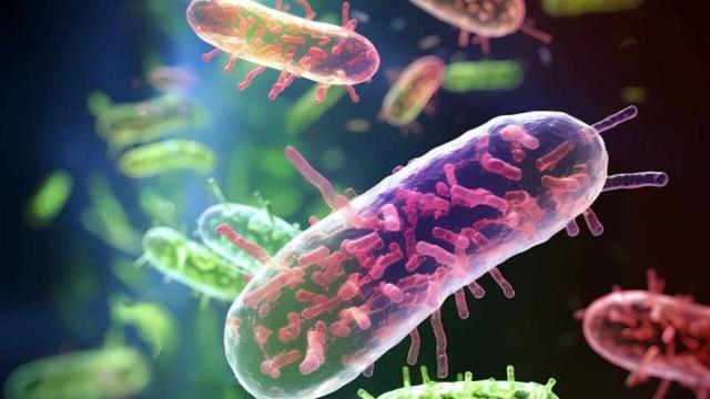 Генетики нашли у кишечной палочки «капсулы» для борьбы с антибиотиками