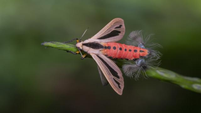 Как выглядит моль Бафомета: что это за щупальца и опасна ли она