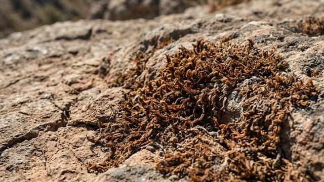 Как мох защитит города от наводнений: учёные предлагают заменить траву вдоль дорог