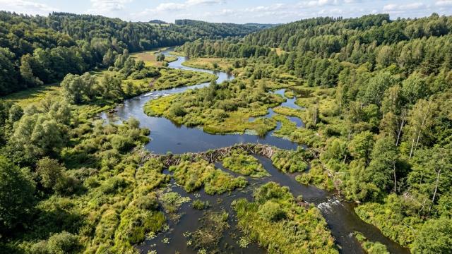 Как обычные бобры могут спасти мир от глобальной катастрофы?