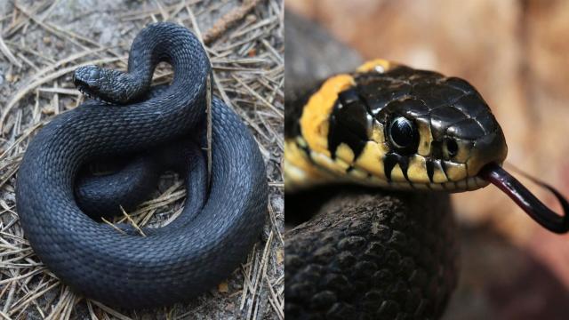 Когда просыпаются змеи в России: как отличить гадюку от ужа?