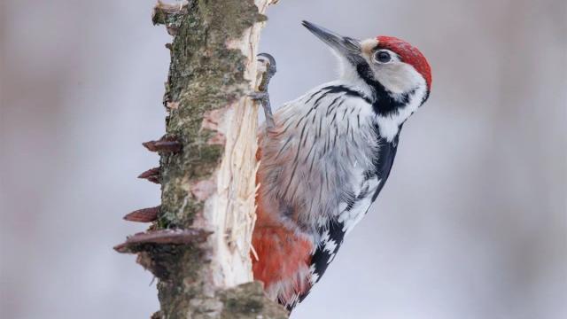 Не болит голова у дятла: ученые объяснили, почему