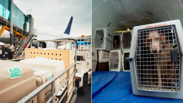 Перевозка кошек и собак в самолёте в 2026 году: авиакомпании, правила и стоимость