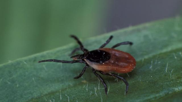 Почему весной 2026 года будет больше комаров и клещей, чем обычно