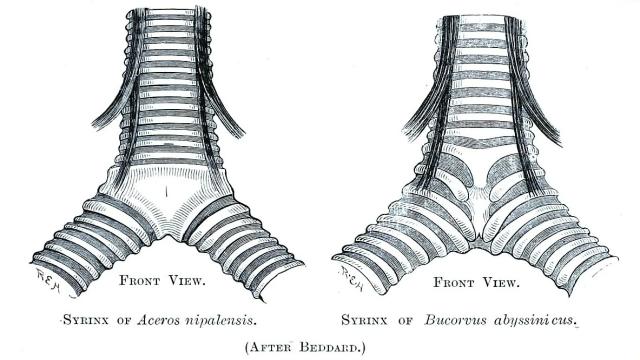 Почему попугаи разговаривают как люди: неожиданные открытия ученых