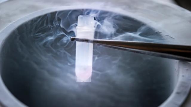 Ученые оживили замороженный мозг мыши. В будущем мы сможем воскрешать людей?