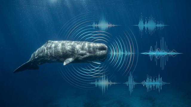 ИИ уже начал понимать язык животных. Вот что удалось выяснить