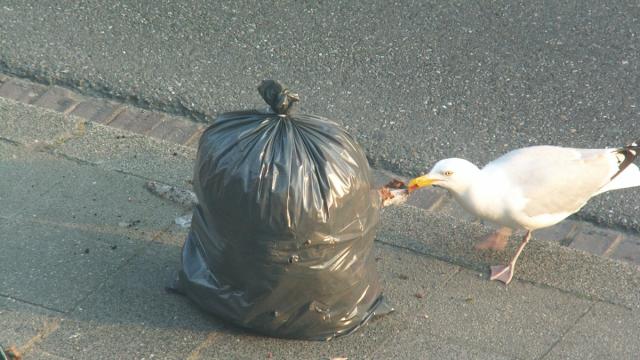 Как защитить еду от кражи чайками: необычный ответ ученых