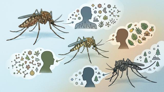 Комары кусают одних людей чаще других: вот в чём причина