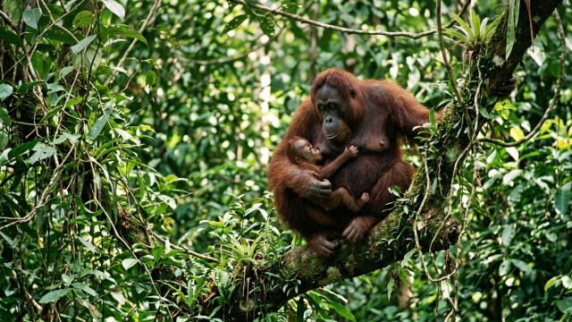 Люди взрослеют дольше всех животных на планете, и вот зачем это нужно
