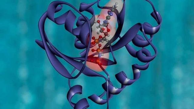 Молекулярная «пробка» показала, как клетки сдерживают чрезмерный рост