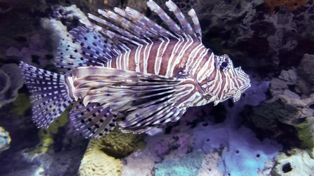 Новый материал позволил заглянуть в живую ткань необычных рыб