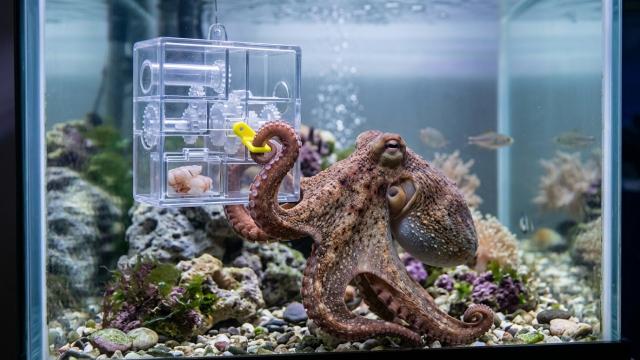 Омары чувствуют боль: вот почему их нельзя кидать в кипяток