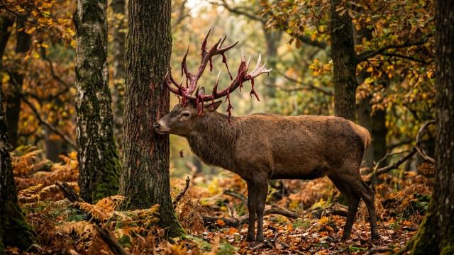 Рога оленя растут быстрее раковых клеток, и ученые поняли почему это их не убивает