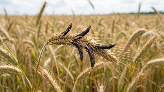 Салемские ведьмы: 5 мифов, в которые верят до сих пор