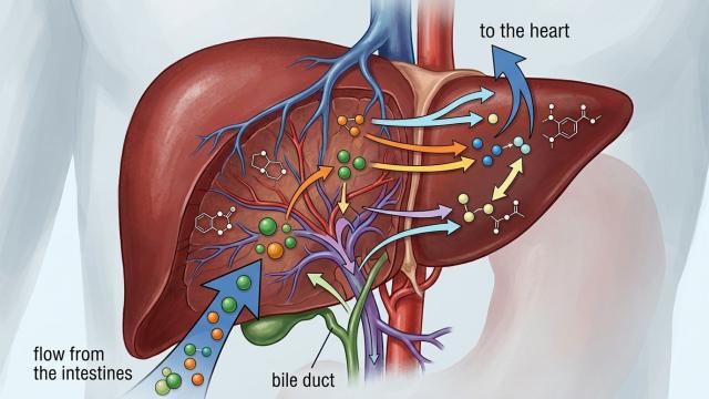 Сколько шоколада на самом деле нужно съесть, чтобы умереть