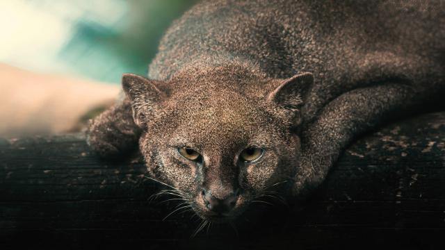 Ягуарунди: дикая кошка, которая свистит и ест фрукты