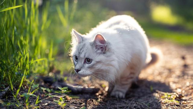 Как помешать коту на самовыгуле приносить в дом заразу: мнение ветеринаров