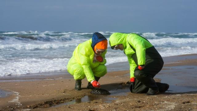 Черное море идет на поправку: вывод российских ученых