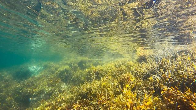 Морской грибок защитит сердца и уничтожит микоз в больницах