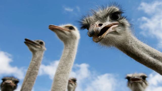 10 животных с невероятно большими глазами