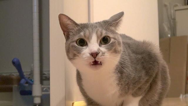 В кошачьей моче нашли тайный код: учёные только что его расшифровали
