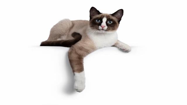11 пород кошек, которых легко спутать с сиамскими