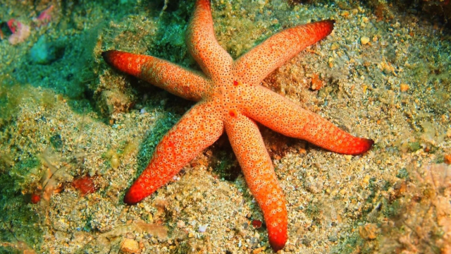 Где скрывается голова морских звезд