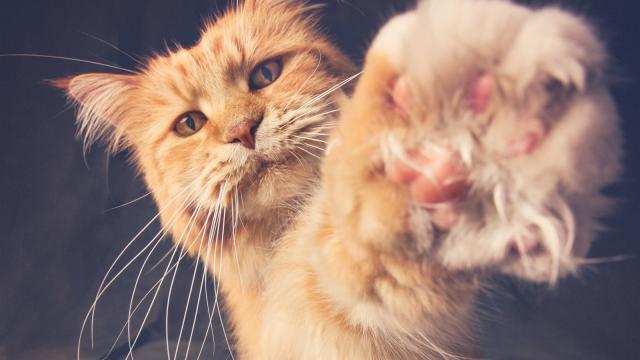У кошек есть усы на лапах: вот зачем они нужны