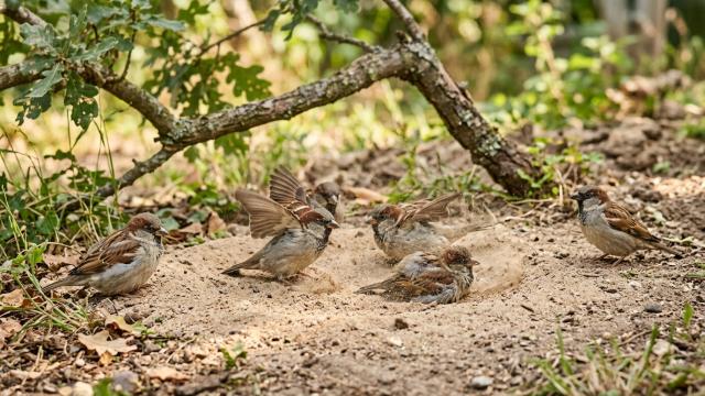 Зачем воробьи купаются в пыли если рядом есть вода