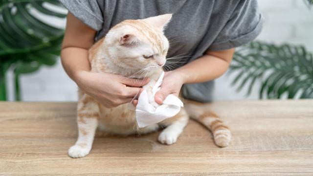 Нужно ли вообще купать кошку, если она и так вылизывается