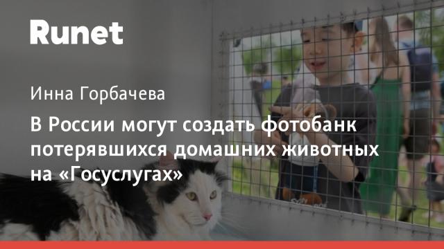 В России могут создать фотобанк потерявшихся домашних животных на «Госуслугах»