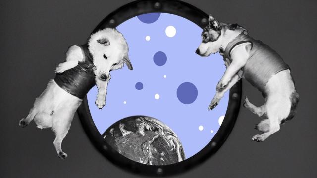 Как и зачем собаки Белка и Стрелка были отправлены в космос