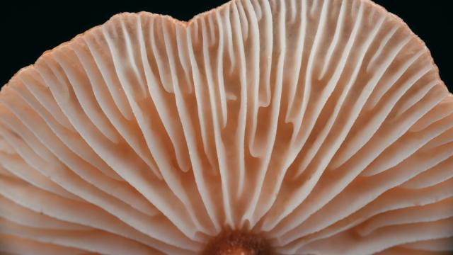 Древние хищные грибы найдены в янтаре с Таймыра