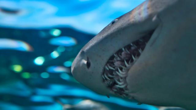 Открыт новый вид акул с человеческими зубами