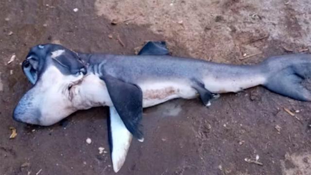 «Неуловимую» акулу впервые поймали у Занзибара (фото)