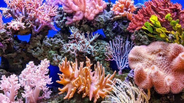 Ученые бьют тревогу: кораллы во всем мире теряют цвет