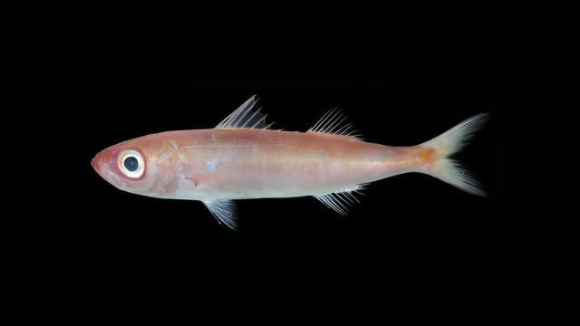 Ученые открыли новый вид рыб (фото)