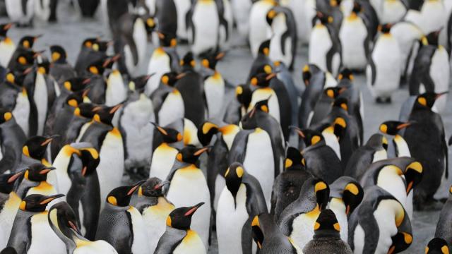 В России нашли общие черты у роботов и пингвинов
