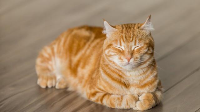 Вещь дня: на маркетплейсах нашли лучшую летнюю кошачью лежанку