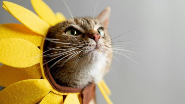 Ученые: мемы с котиками улучшают качество жизни