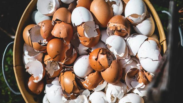 Яичная скорлупа поможет извлечь из воды редкоземельные элементы