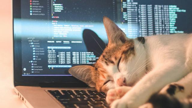У кошек и современных ИИ одинаковый IQ