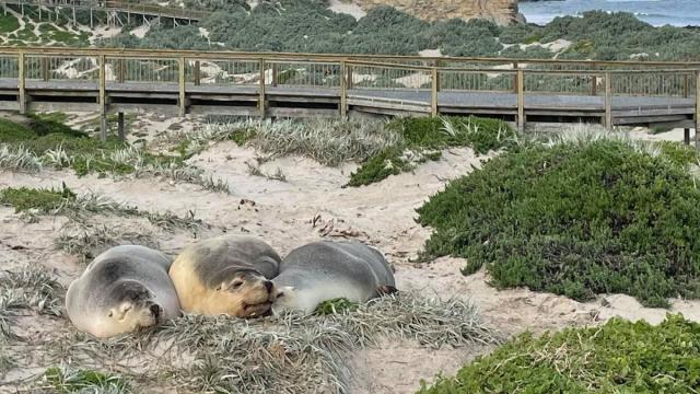Лучшее ТВ-шоу: ученые превратили морских львов в операторов